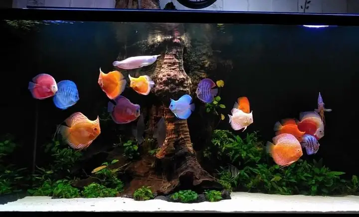 Nuôi Chung Cá Dĩa Với Cá Rồng