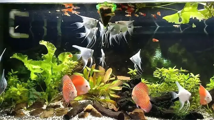 Cá Dĩa Nuôi Chung Với Cá Thần Tiên