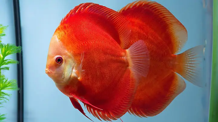 Cá Dĩa Size 3: Kích Cỡ, Giá Cả Và Kinh Nghiệm Chọn Mua Cho Người Mới