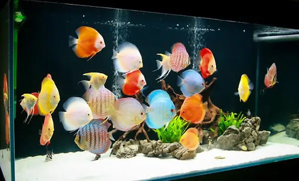 Cá Dĩa Size 3: Kích Cỡ, Giá Cả Và Kinh Nghiệm Chọn Mua Cho Người Mới