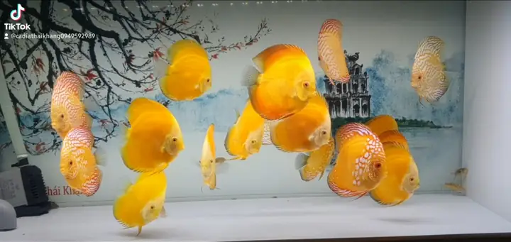 06. Vàng Melon Hb,bull - Cá Đĩa Thái Khang