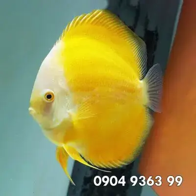 Lợi Ích Khi Nuôi Cá Đĩa Vàng Albino Lợi Ích Khi Nuôi Cá Đĩa Vàng Albino