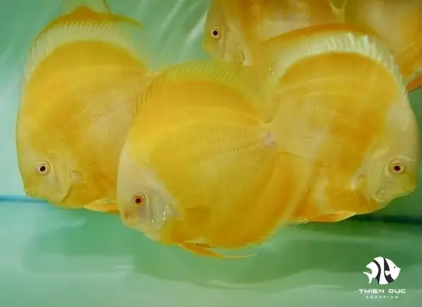 Cá Dĩa Vàng Mắt Đỏ - Manrlboro Yellow Albino - Shop Cá Cảnh ... Cá Dĩa Vàng Mắt Đỏ - Manrlboro Yellow Albino - Shop Cá Cảnh ...