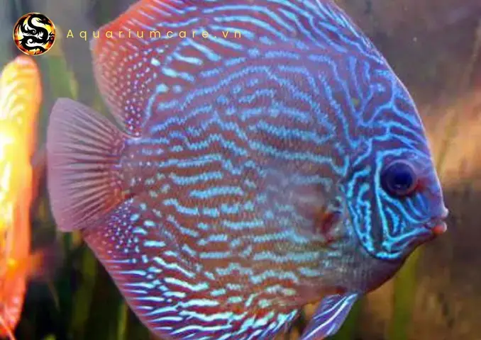 Hướng Dẫn Chăm Sóc Cá Đĩa Xanh Da Rắn Chi Tiết