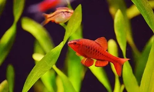 Thông Tin Về Cá Diếc Anh Đào