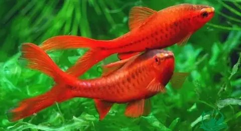 *****cá Diếc Anh Đào Siêu Đỏ- Vây Dài- Cá Cảnh Thiên Phước*** Thông Tin Cá Cảnh