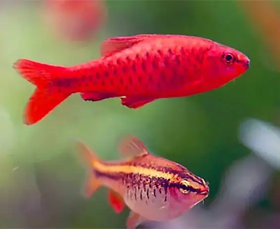 Nhận Biết Cá Bố Mẹ Khỏe Mạnh Và Phân Biệt Giới Tính