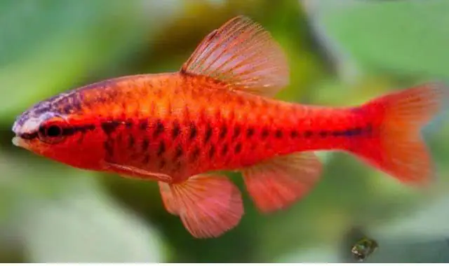 Cá Diếc Anh Đào