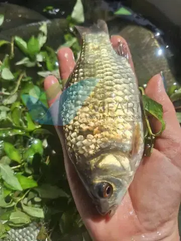 Tổng Quan Về Cá Diếc Và Tiềm Năng Nuôi Trồng