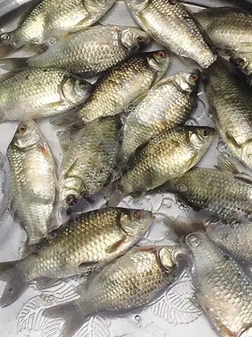 Cá Diếc Sống Ở Đâu? Môi Trường Sống Và Đặc Điểm Sinh Học