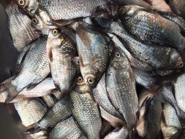 Cá Diếc To Nhất