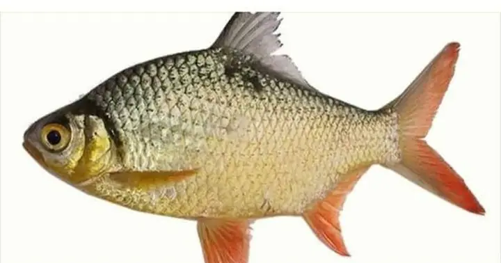 Cá He - Sản Vật Của Miền Tây Mùa Nước Nổi Cá He - Sản Vật Của Miền Tây Mùa Nước Nổi