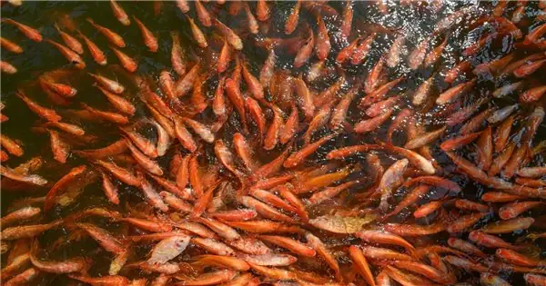 Kỹ Thuật Nuôi Cá Điêu Hồng Đạt Hiệu Quả Năng Suất Cao | Dân Tộc Và ...