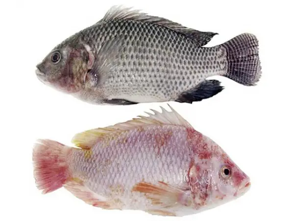 Cá Diêu Hồng Và Cá Rô Phi: So Sánh Chi Tiết, Nhận Biết Và Hướng Dẫn Tham Quan