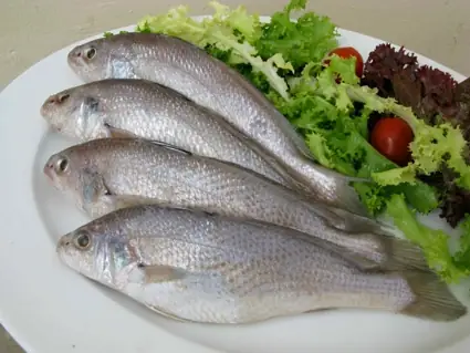 Cá Đỏ Củ Là Cá Gì? Đặc Điểm, Cách Nuôi Và Mức Giá Mới Nhất Cá Đỏ Củ Là Cá Gì? Đặc Điểm, Cách Nuôi Và Mức Giá Mới Nhất