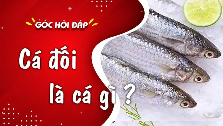 Cá Đối Là Cá Gì? Làm Món Gì Ngon? Giá Bao Nhiêu Tiền 1kg?