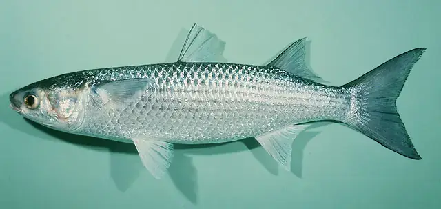 Cá Đối Tiếng Anh Là Gì? Toàn Tập Về Mullet: Đặc Điểm, Loài Phổ Biến, Giá Trị Kinh Tế