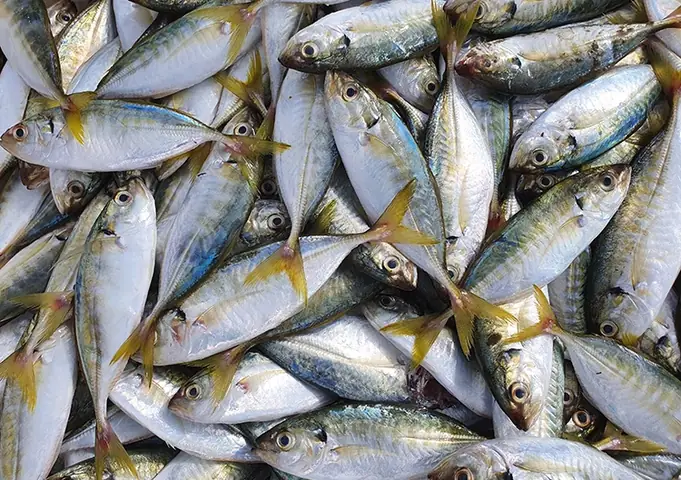 Ngư Dân Hà Tĩnh Được Mùa Cá Đốm - Báo Vnexpress