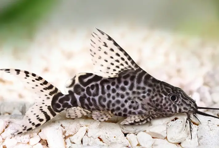 Cá Dọn Bể (cá Lau Kiếng) Có Ăn Được Không?