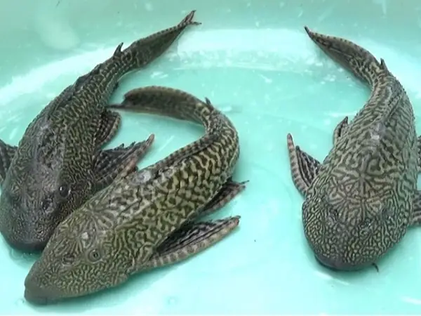 Cá Dọn Bể Là Gì? Tổng Quan Về Loài Cá Dọn Dẹp Bể Cá