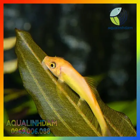 Cá Bống Vàng Dọn Bể Cá Bống Vàng Dọn Bể