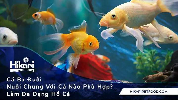 Cá Dọn Bể Nuôi Chung Cá Vàng: Tuyệt Chiêu Giữ Bể Sạch, Cá Khỏe, Cảnh Đẹp