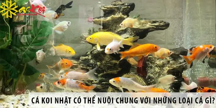 Cá Dọn Bể Nuôi Chung Cá Vàng: Tuyệt Chiêu Giữ Bể Sạch, Cá Khỏe, Cảnh Đẹp