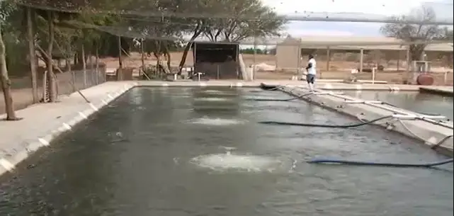 Tại Sao Nên Nuôi Cá Dọn Bể Trong Hồ Xi Măng?