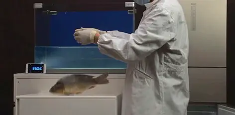 Cá Đông Lạnh Sống Lại