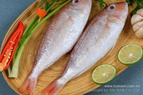 Môi Trường Sống Và Tập Tính Của Cá Đổng Môi Trường Sống Và Tập Tính Của Cá Đổng