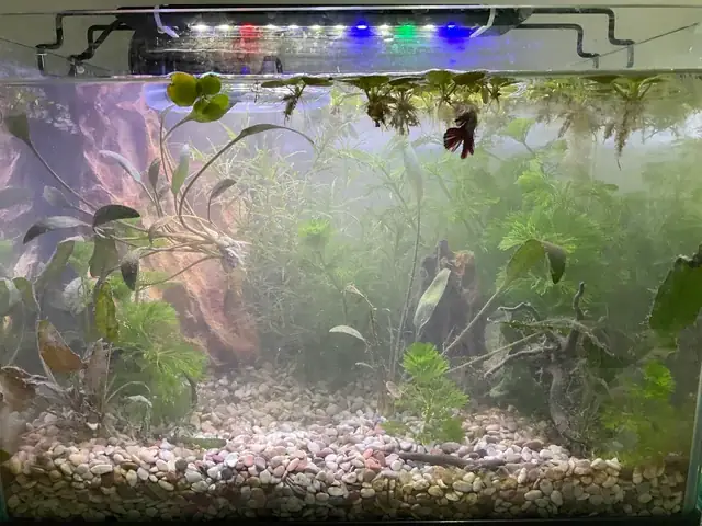 Cá Đục Tiếng Anh Là Gì? Tổng Hợp Thông Tin Về Tên Gọi, Đặc Điểm Và Phân Loại