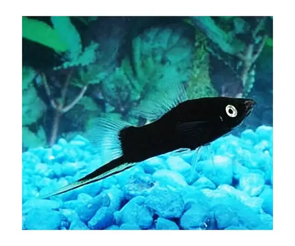 Cá Đuôi Kiếm Xanh: Đặc Điểm, Cách Nuôi Và Chăm Sóc Chi Tiết