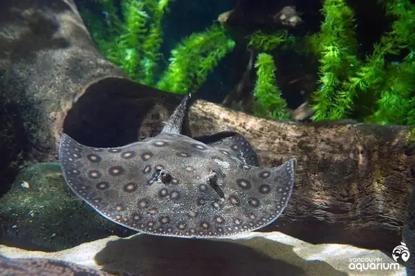 Thông Tin Về Cá Đuối Nước Ngọt (sam)