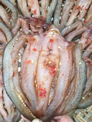 Cá Đường Là Gì? Hướng Dẫn Toàn Tập Về Đặc Điểm, Phân Loại Và Cách Nuôi Cá Đường Tại Nhà