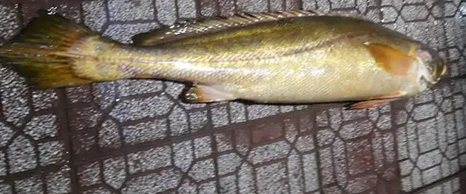 Cá Đường Là Gì? Hướng Dẫn Toàn Tập Về Đặc Điểm, Phân Loại Và Cách Nuôi Cá Đường Tại Nhà