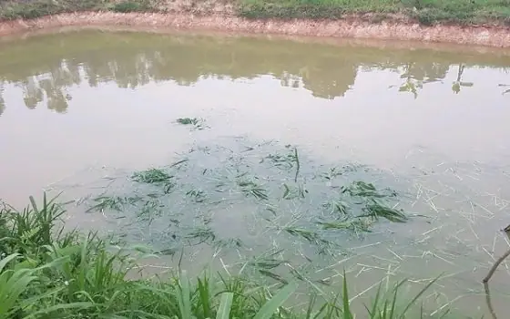 Giống Cỏ Nuôi Cá