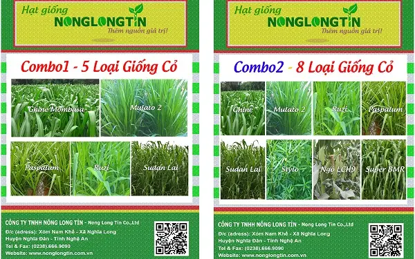 Video Về Cỏ Để Nuôi Cá