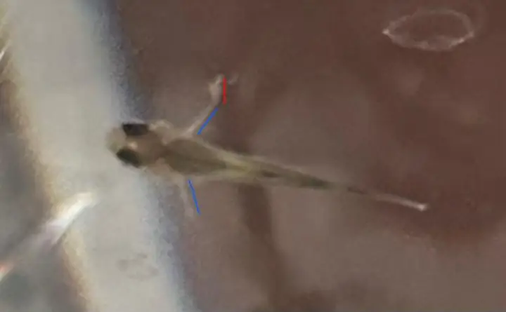 Cá Gì Ăn Nòng Nọc? Loài Nào Săn Mồi Ếch, Cóc Trong Ao Hồ?