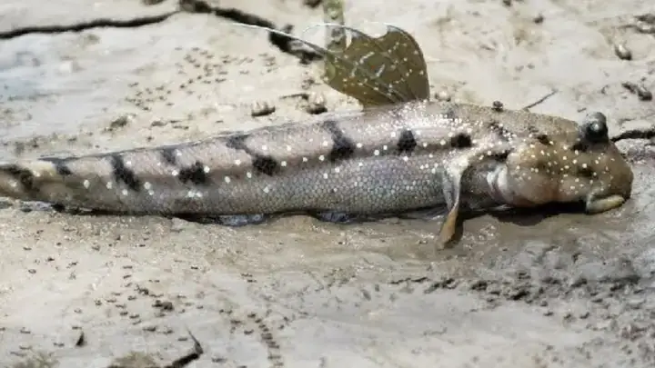 Nghề Đánh Bắt Cá Chuồn