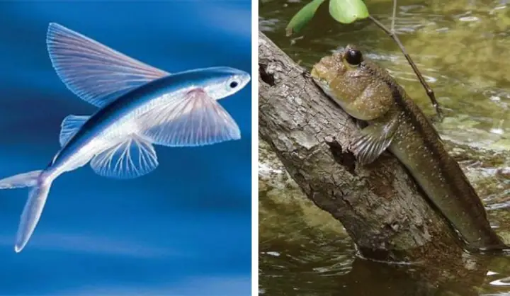 Độc Lạ 2 Loài Cá Biết Bay, Biết Leo Cây, Rất Được Săn Lùng