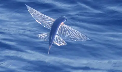 Ngắm Nhìn 6 Loài Cá Biết Bay Dưới Đại Dương