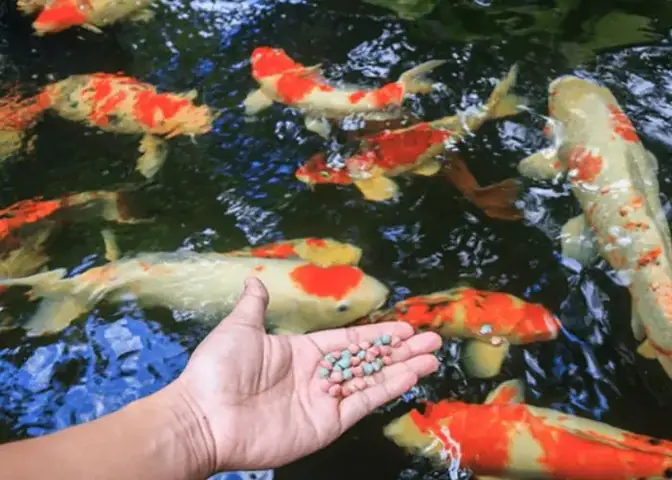 Cá Koi Ăn Gì Để Lên Màu Đẹp Nhất?