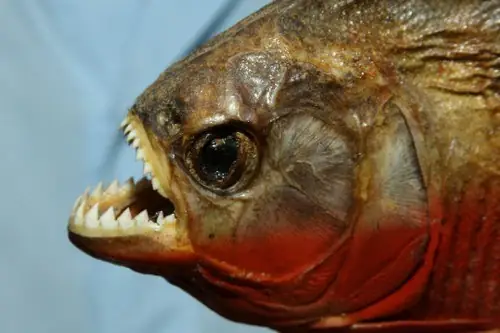 Cá Gì Nguy Hiểm Nhất: Top 10 Loài Cá Khiến Bạn Phải Dè Chừng