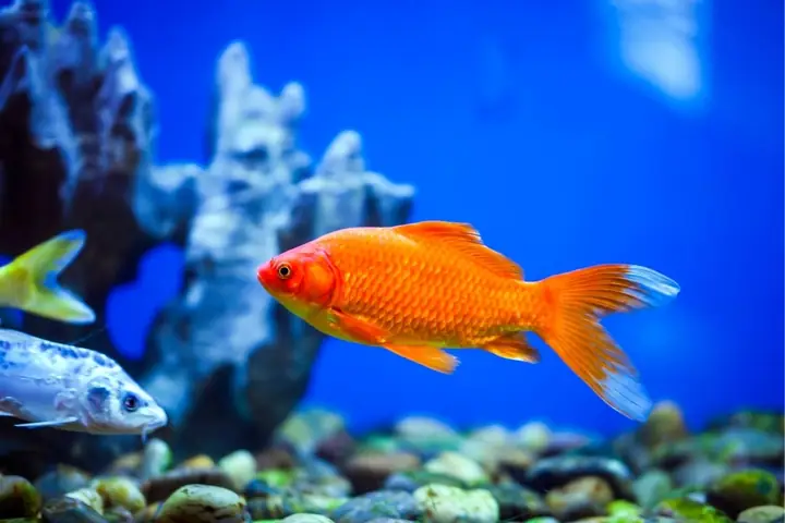 Tất Tần Tật Tên Các Loài Cá Nước Ngọt, Nước Mặn Phổ Biến Nhất Tất Tần Tật Tên Các Loài Cá Nước Ngọt, Nước Mặn Phổ Biến Nhất