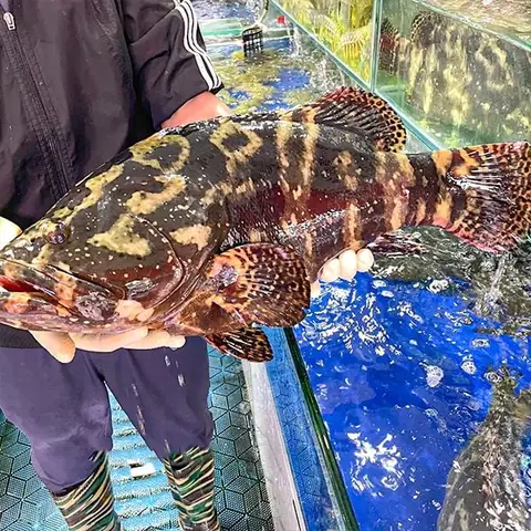 Tên Các Loài Cá Sống Ở Nước Mặn Phổ Biển Nhất - Nước Biển Vũng ... Tên Các Loài Cá Sống Ở Nước Mặn Phổ Biển Nhất - Nước Biển Vũng ...