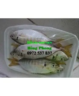 Cá Giống Cá Bạc Má