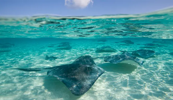 Cá Đuối Có Bao Nhiêu Loại? 8 Món Ngon Bổ Dưỡng Từ Cá ... Cá Đuối Có Bao Nhiêu Loại? 8 Món Ngon Bổ Dưỡng Từ Cá ...