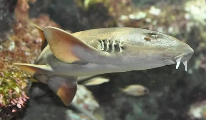 Cá Nhám Đuôi Dài Là Cá Gì? Cá Nhám Có Phải Là Cá Mập Không?