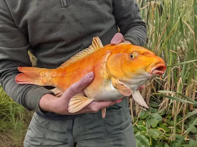 Cá Giống Là Gì? Khám Phá Thế Giới Ẩn Dưới Lớp Vỏ Trong Suốt