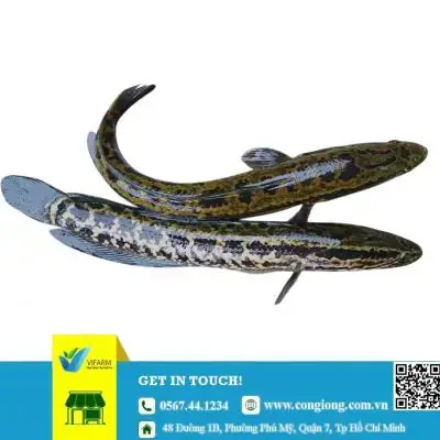 Cá Giống Minh Lộc: Toàn Cảnh Cơ Sở Phân Phối Cá Cảnh Uy Tín ...